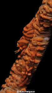 zanzibar shrimp on whip coral by Rory Ferguson 